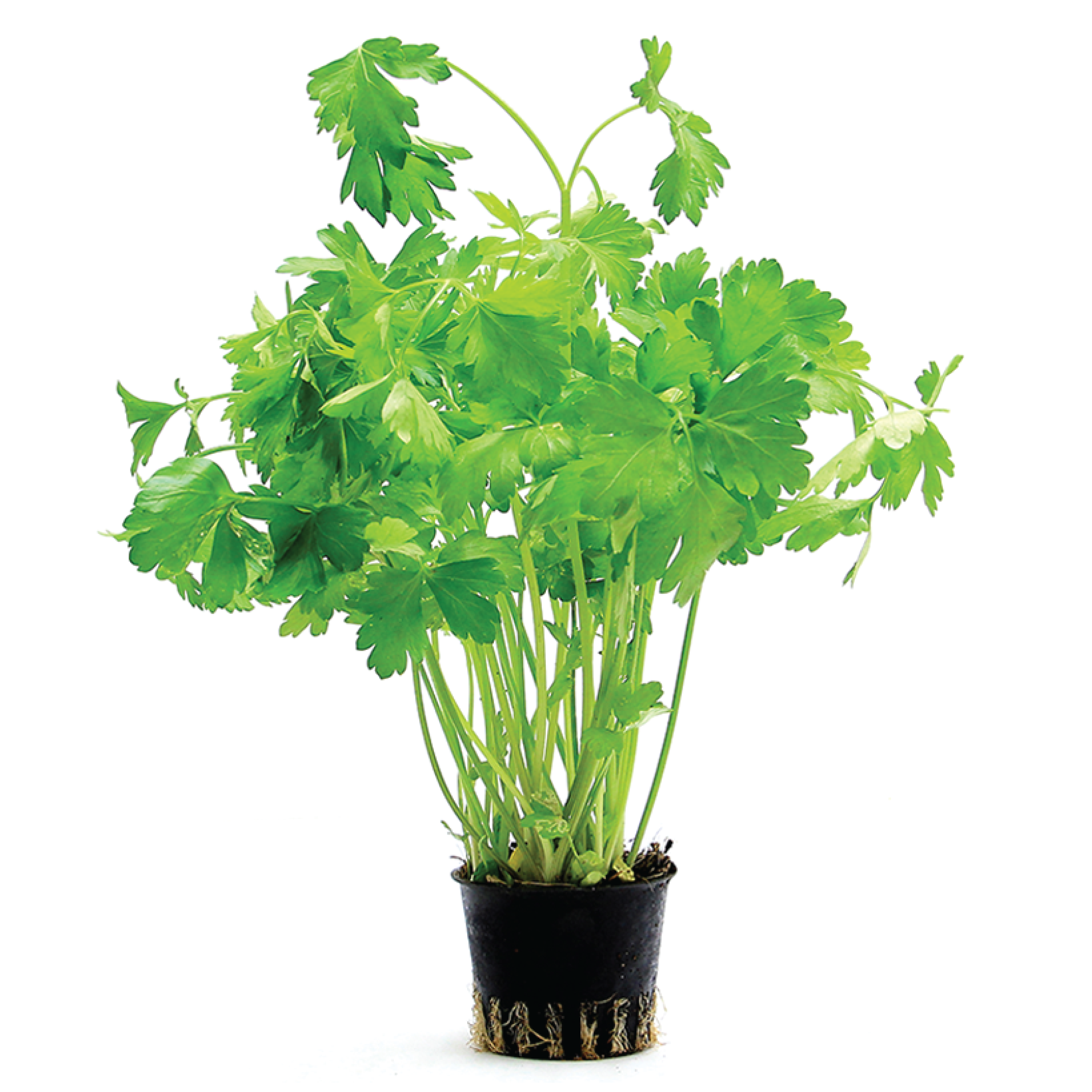 Italian Parsley Pot